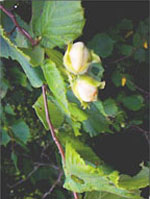 MSA CORYLUS AVELLANA 50 ML - Fontenova srl