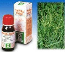 GRAMIGNA 37 50ML TM - Fontenova srl