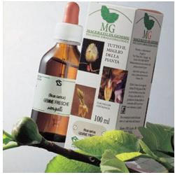 BETULLA MACERATO GLICERICO 100 ML - Fontenova srl